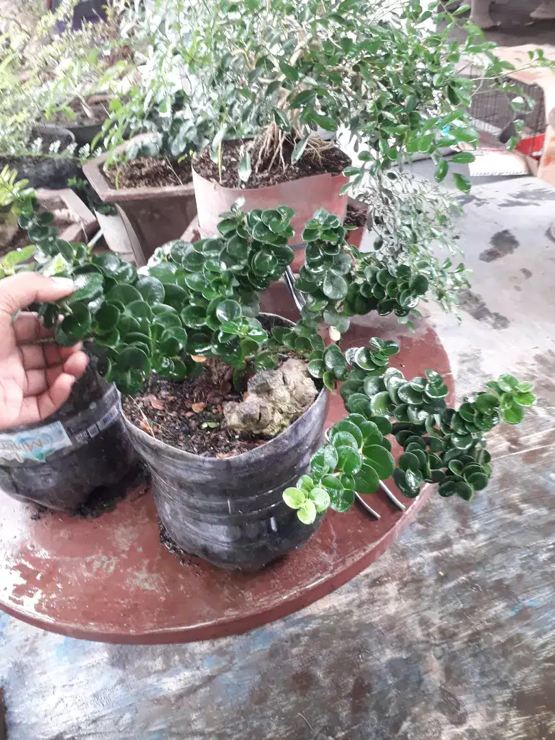 Natal plum tanaman bahan bonsai