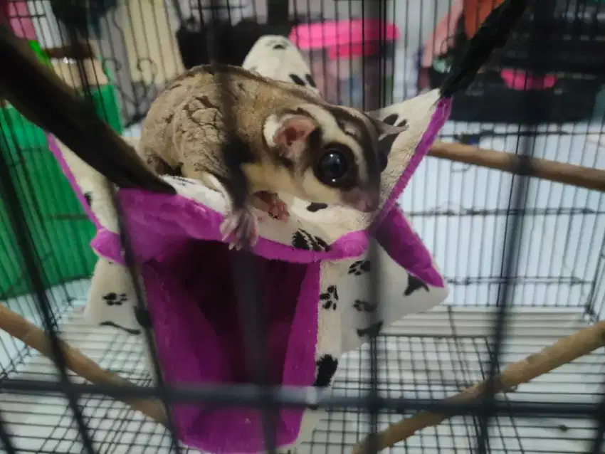 Sugar glider jantan