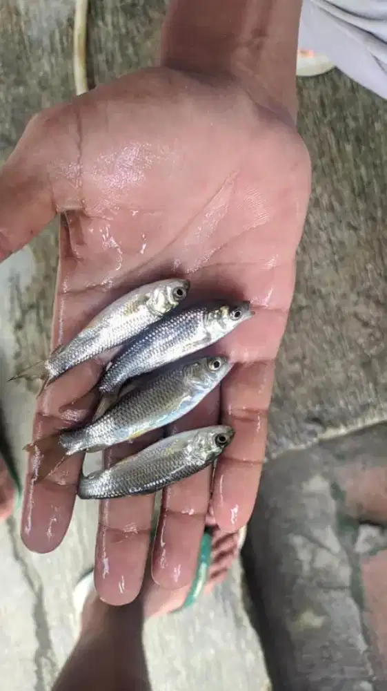 Bibit ikan graskap