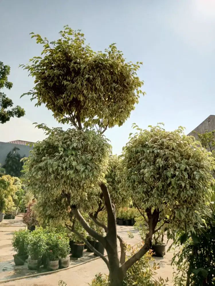 Pohon Bonsai beringin putih