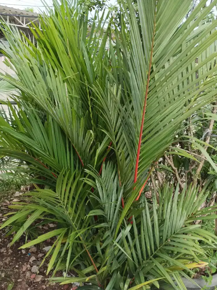 Pohon palem merah 1,5 meter