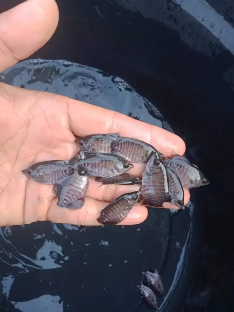 Bibit gurame hitam 2 inci/5-6cm