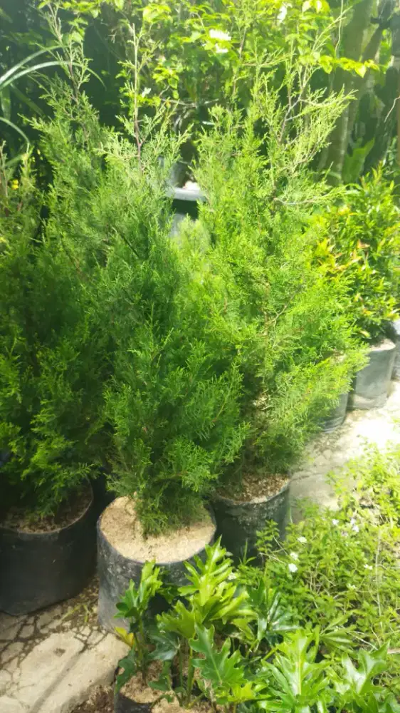 Cemara,jual Cemara lilin ,Cemara hias,Cemara ,jual pohon cemara