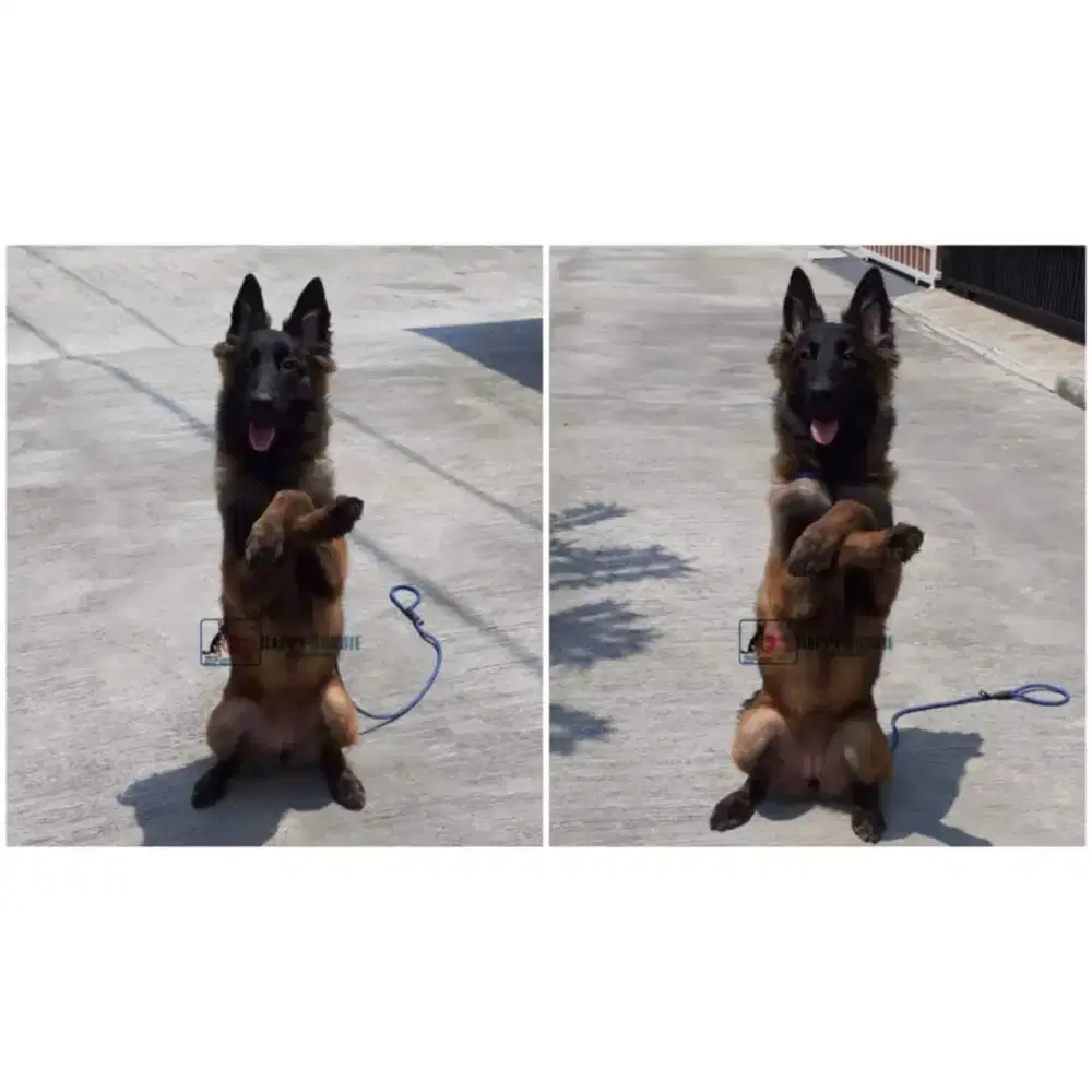 Penitipan Anjing & Pelatihan Anjing.