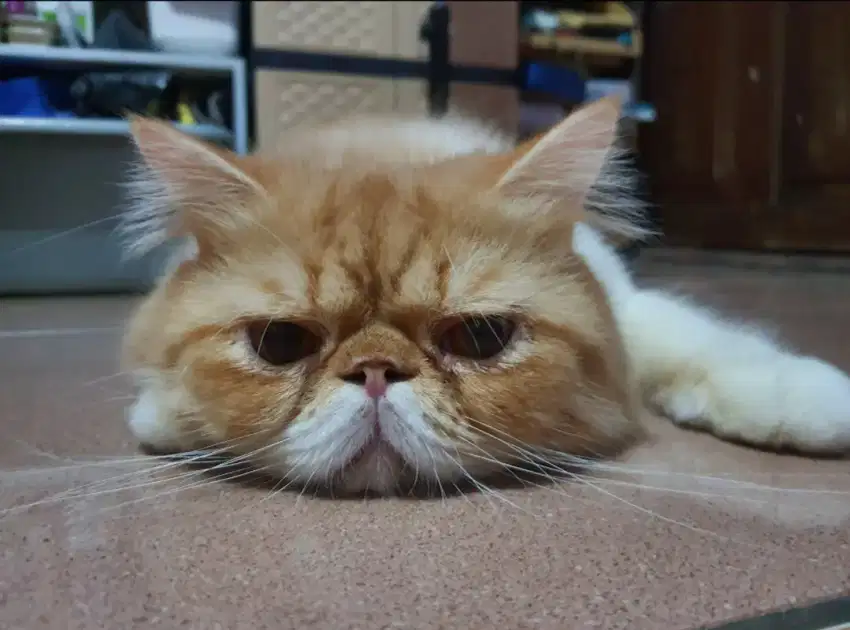 PEAKNOSE LONGHAIR MATA TEMBAGA