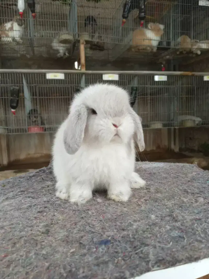 Kelinci Mini Holland Lop