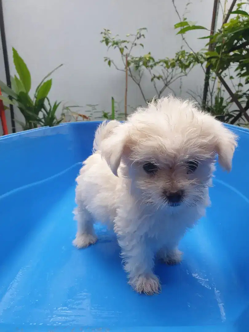Puppy unyuu unyuuuu