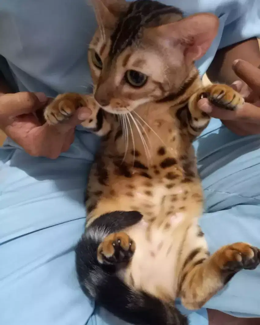 Grooming kucing dan anjing panggilan