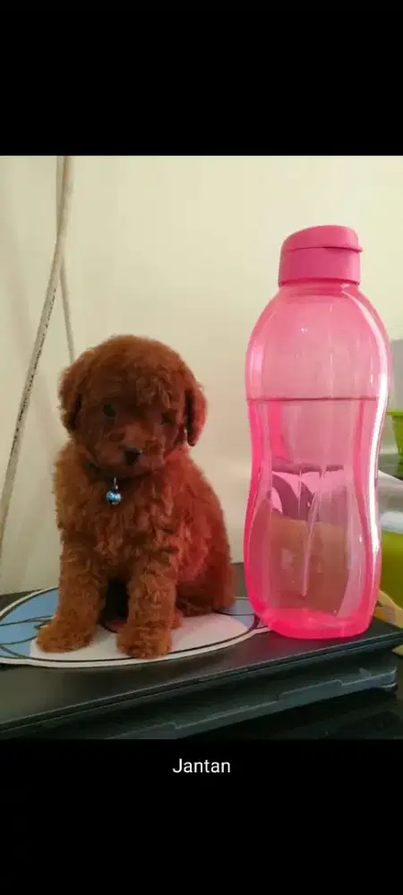 Anakan Red Tiny Poodle Cakep Murah