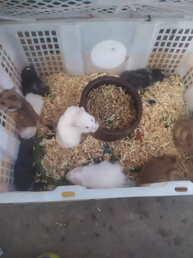 Hamster Syrian grosir (Banyak)