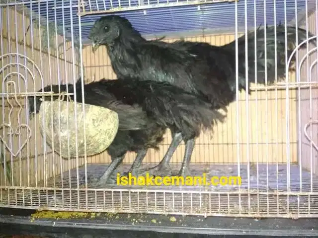 Obral Ayam Cemani Jantan Dewasa Gratis Betina !!! Wajib Baca Diskripsi