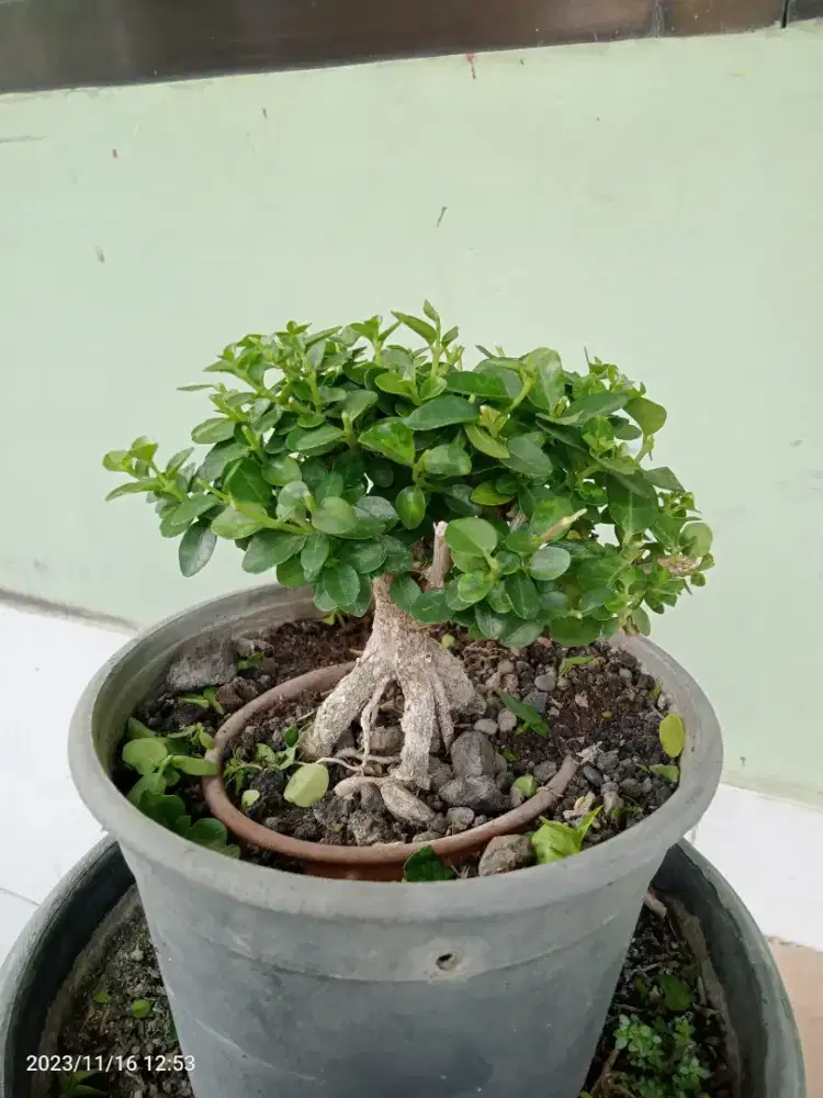 Bonsai Sancang mame