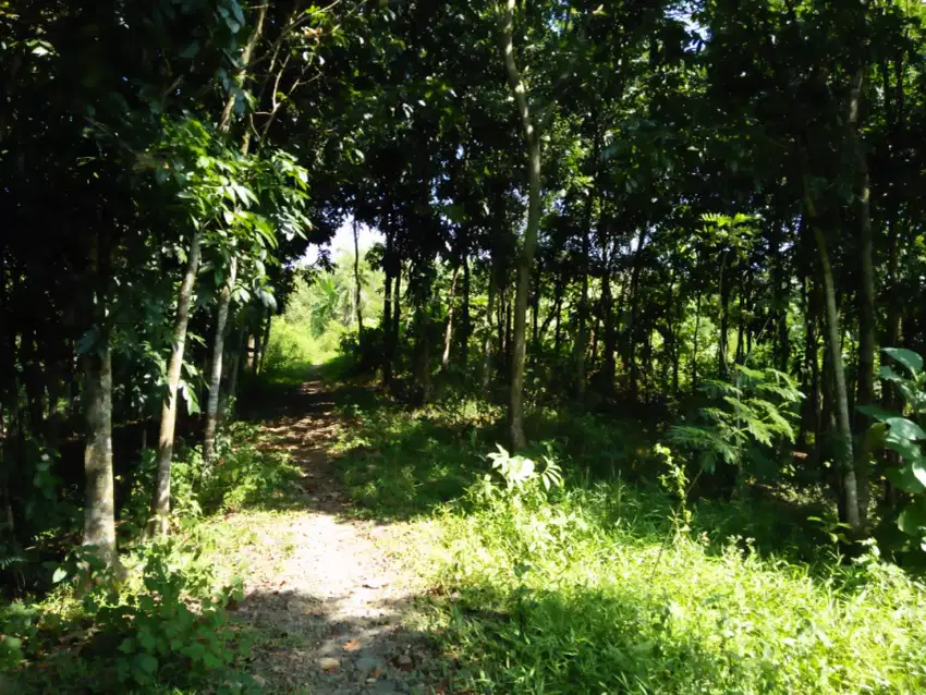 TANAH KEBUN | untuk peternakan dan perkebunan