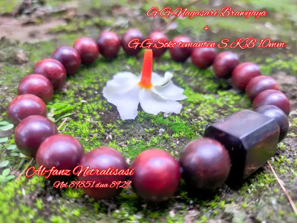 Gelang galih gandul Soko temanten mix galih gandul nagasari Brawijaya