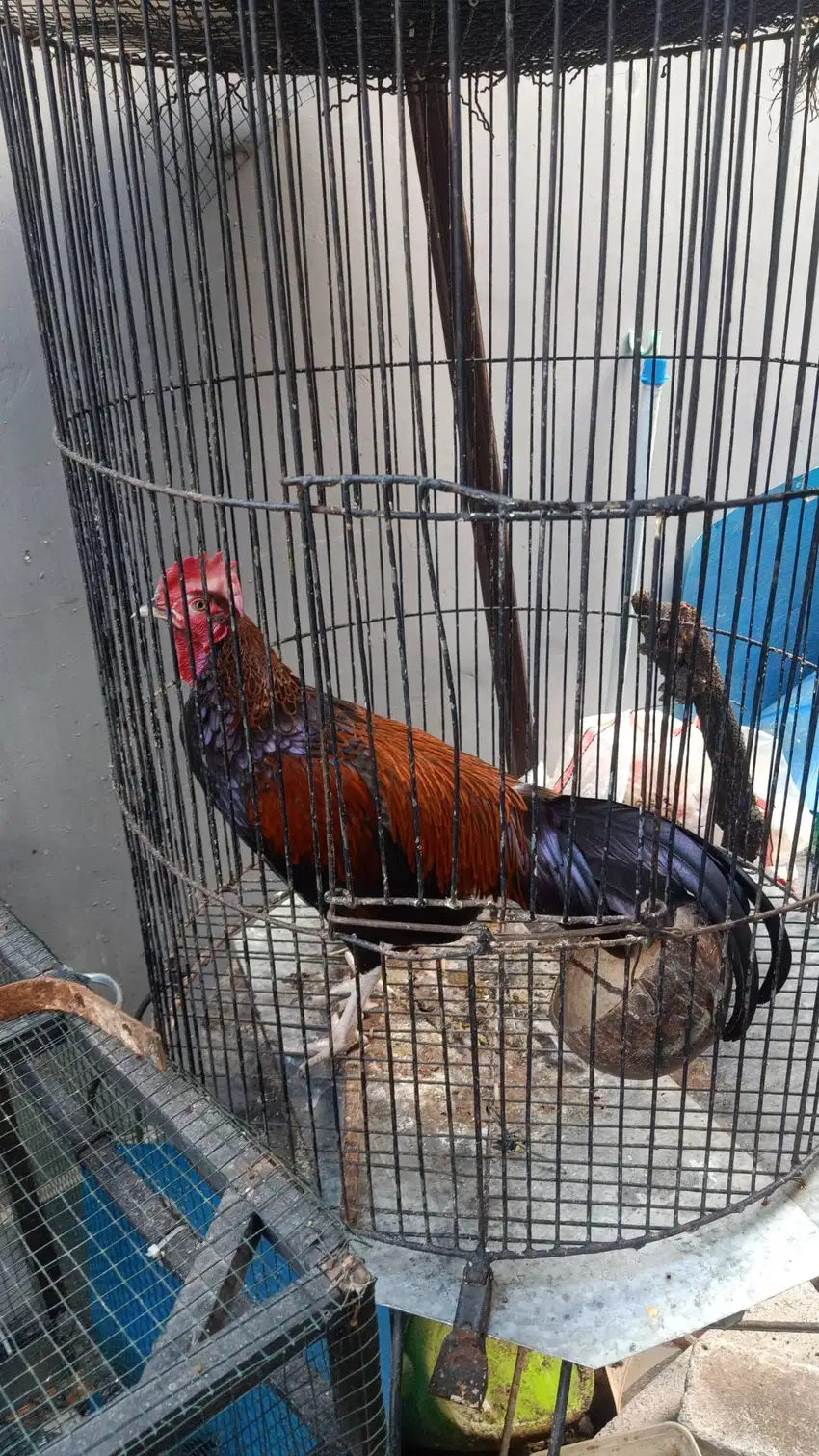 Ayam bekisar pilihan