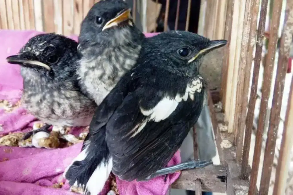 Burung kacer anakan lolohan