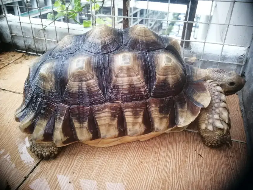 Dijual Sulcata 40cm apa adanya kondisi Sehat