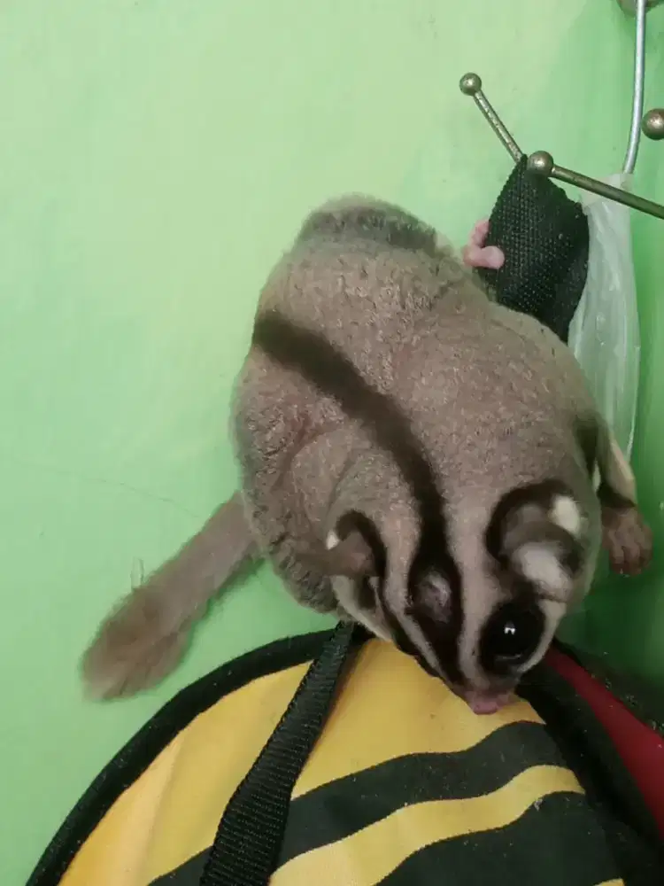 Sugar Glider Classic Grey