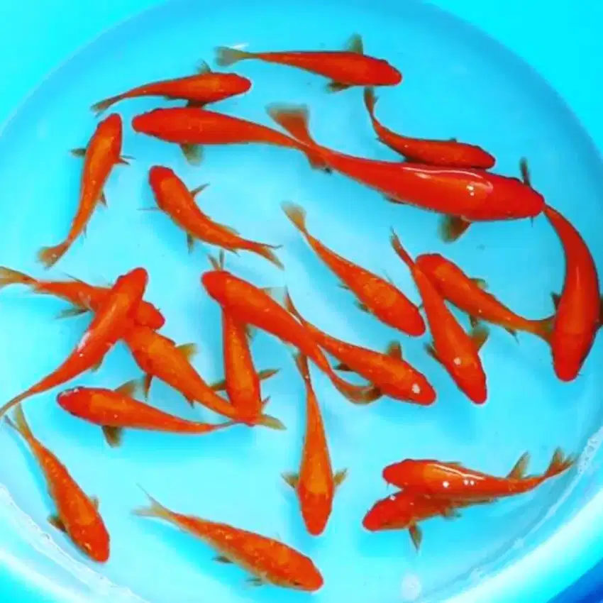 Koi berkualitas import anakan size 10-15cm