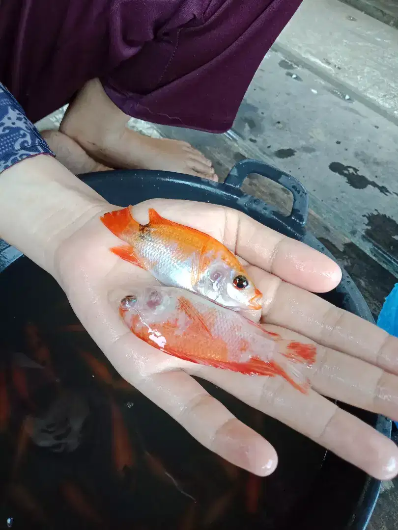 Bibit ikan nila merah sukabumi ukuran 2 jari