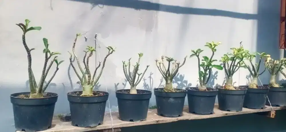 Adenium / Kamboja jepang