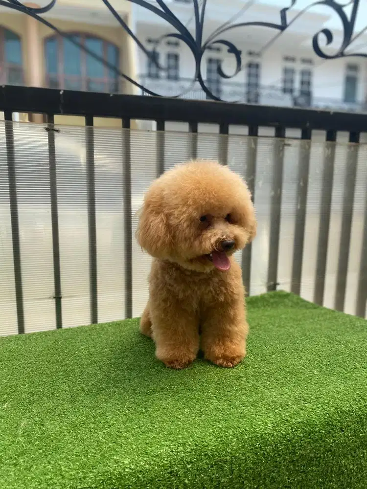 DICARI KENNEL BOY/GIRL BERPENGALAMAN