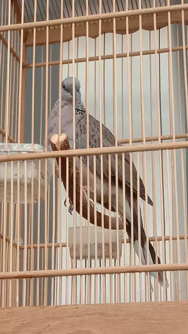 Dijual burung derkuku Kelantan nggacor dor ketek,an