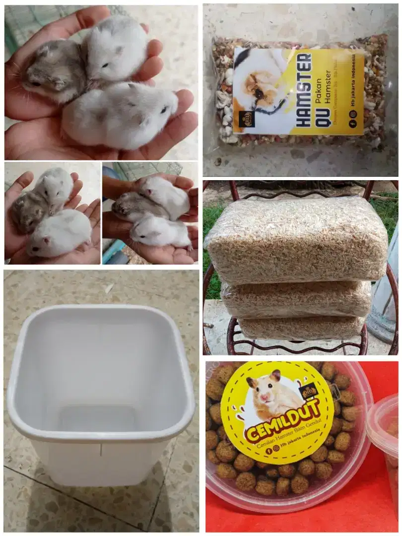 Promo Paket Hamster ( Winter White, Box, Makan, Cemilan, Serbuk )