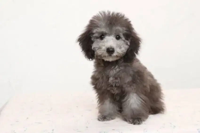 Silver Tiny Toy Poodle Microchip Stamboom Vaksin