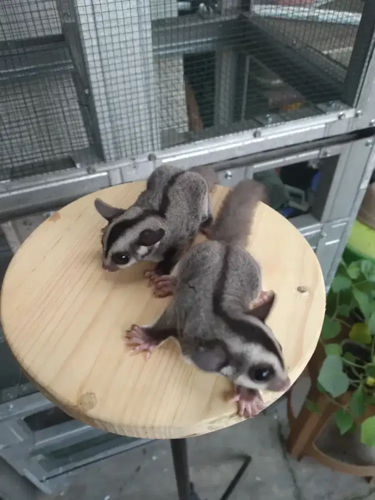 Sugar Glider Classic Grey 1-2 Bulan