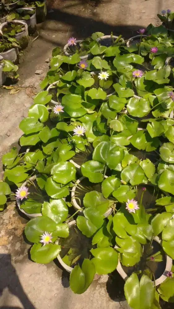 Teratai,Tunjung,lotus,jual tanaman air,tanaman hias,tanaman air