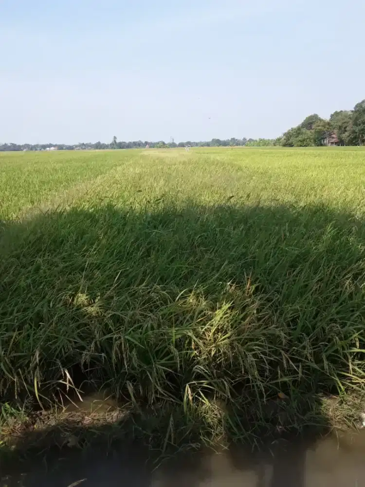 Sawah dekat RS Comal Baru