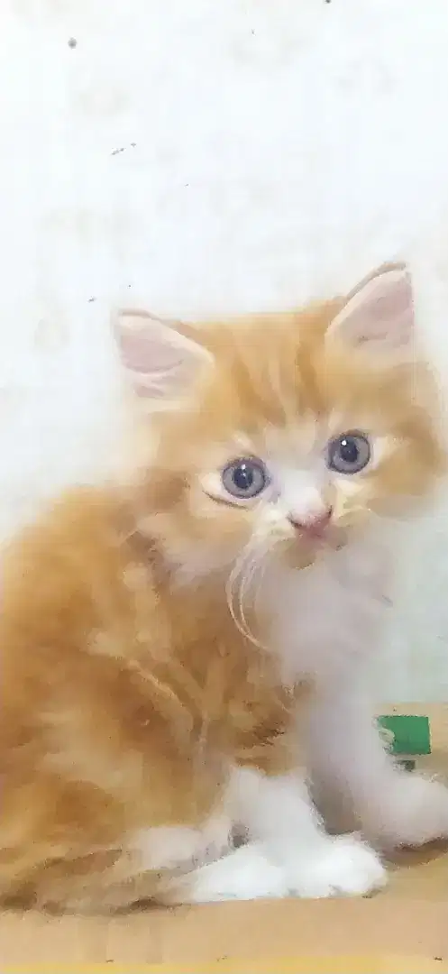 Lepas adopsi kitten persia