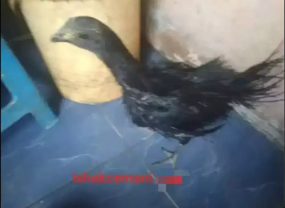 Ayam Cemani Rajeki SodoMoro/Rajeg Wesi Betina Dewasa !! Baca Diskripsi