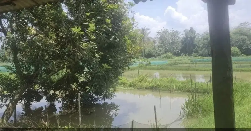 Empang produktif dijual