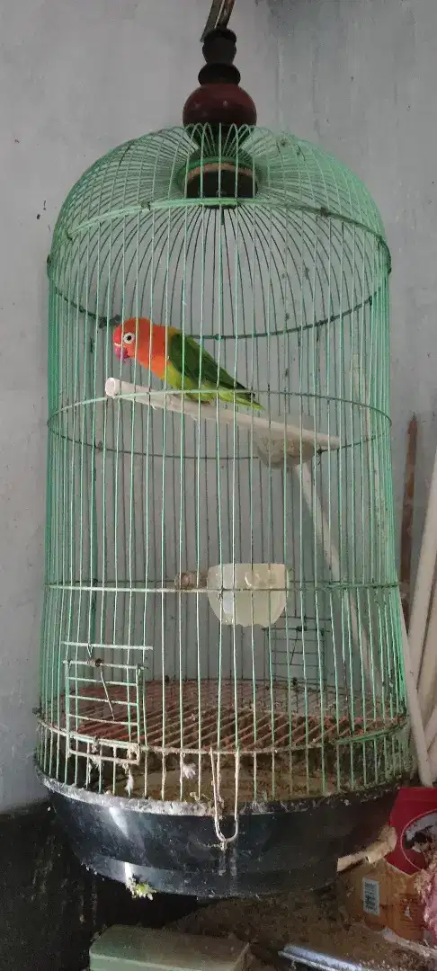 Lovebird biola green remaja