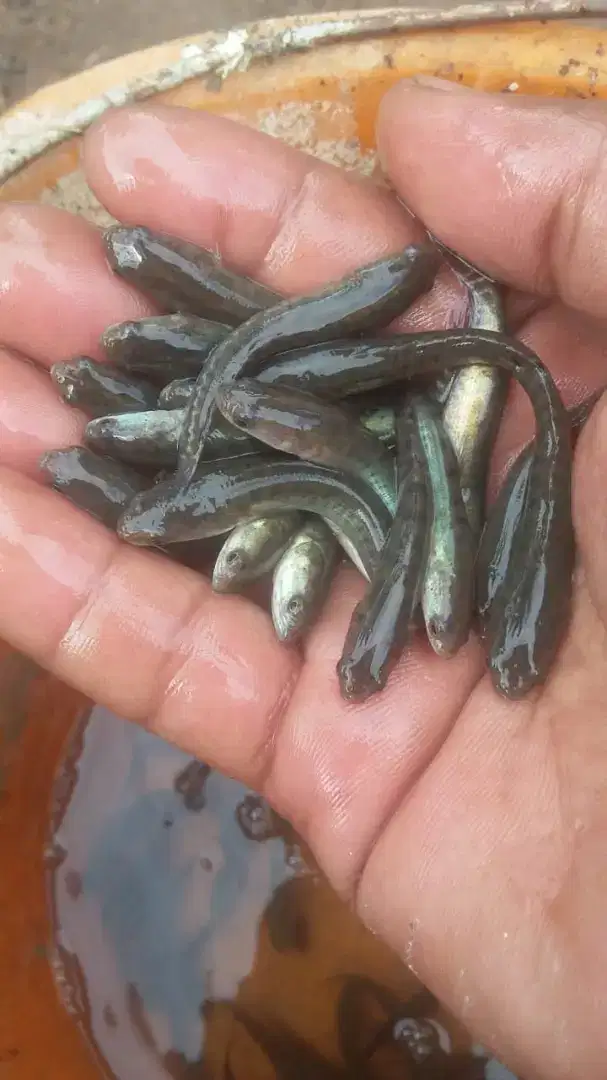 Jual bibit ikan gabus ukuran 5-6cm