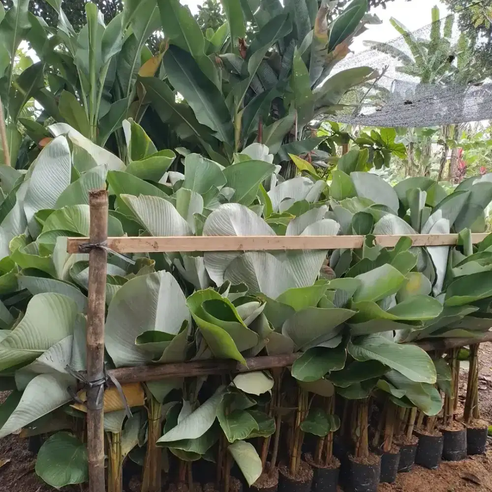 Pusat Tanaman Kalatea/Jasa Pembuatan Taman