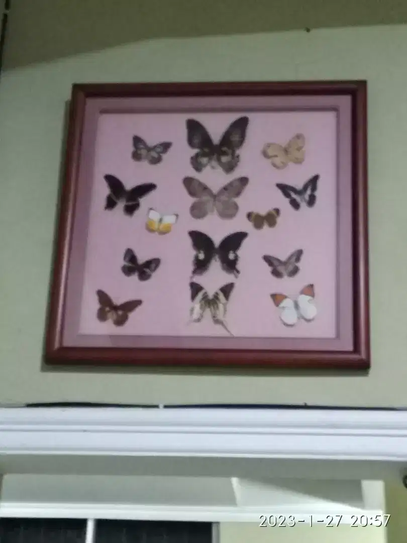 Hiasan Dinding Kupu - Kupu Size Besar isi 14 species