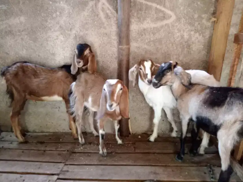 Kambing Aqiqah dan kambing guling