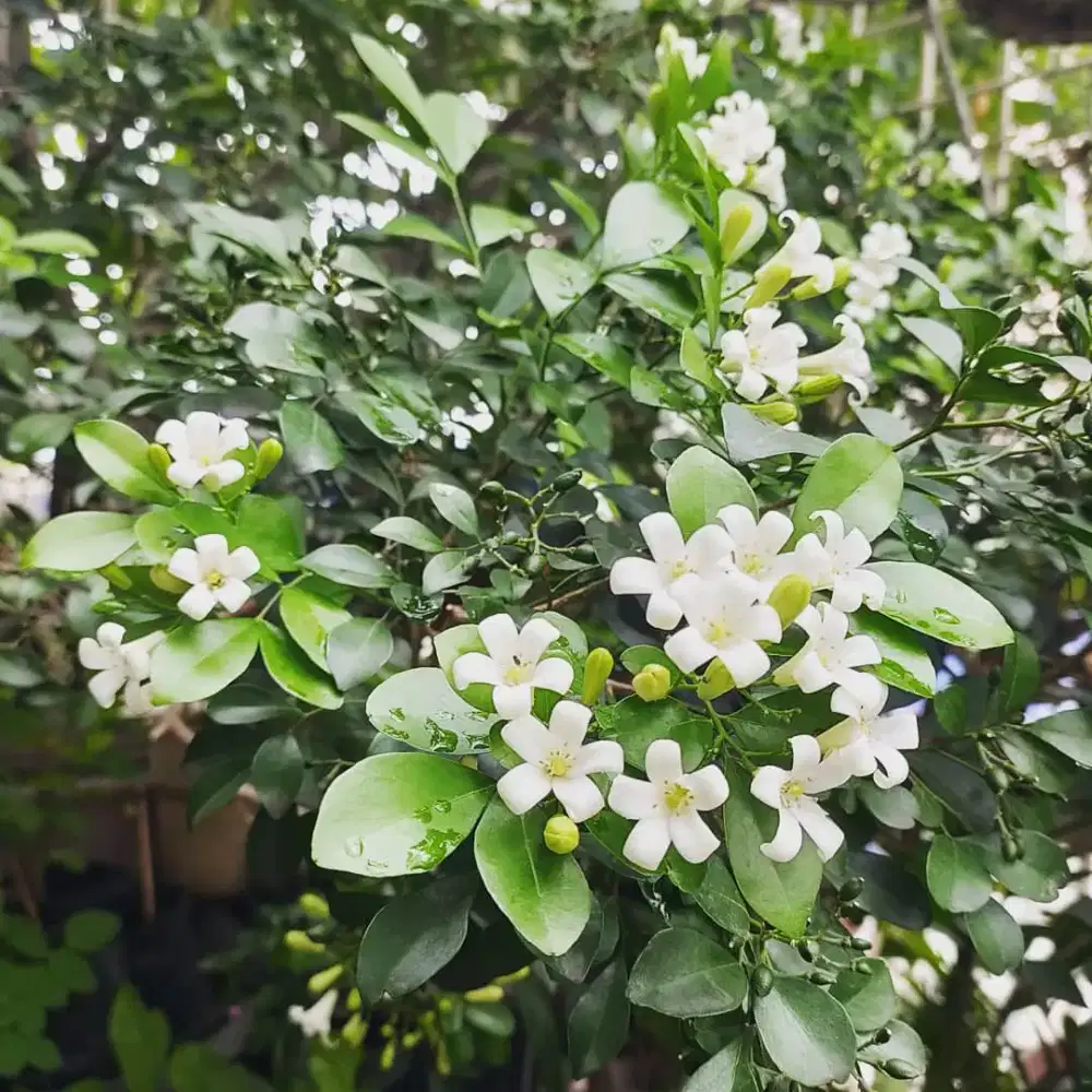 Tanaman hias bunga kemuning Murraya paniculata harum wangi