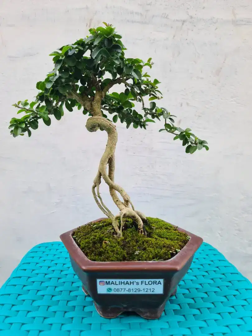 Bonsai Sisir Murah