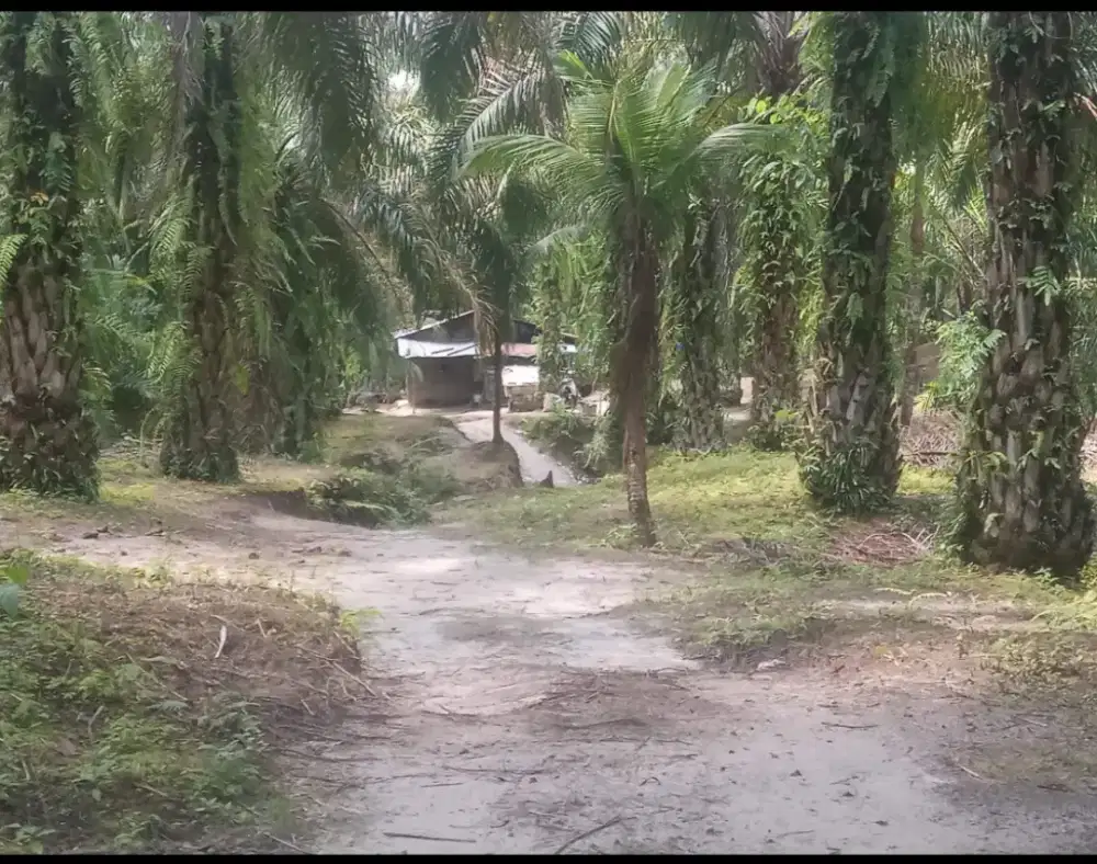 Di jual kebun sawit 38 hektare