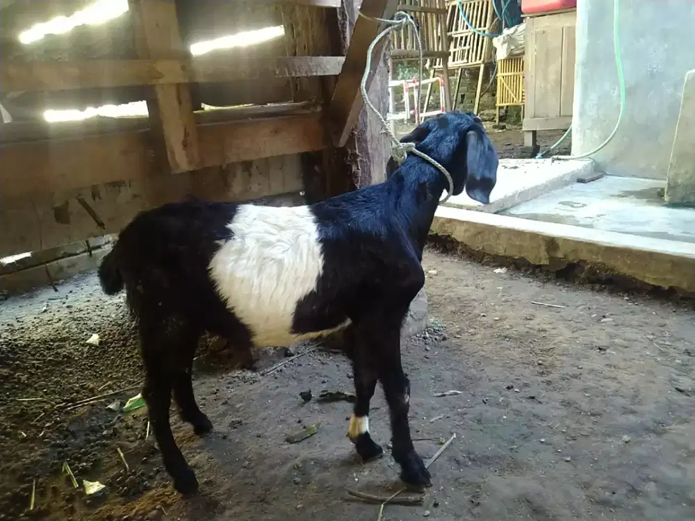 Kambing kendit jantan