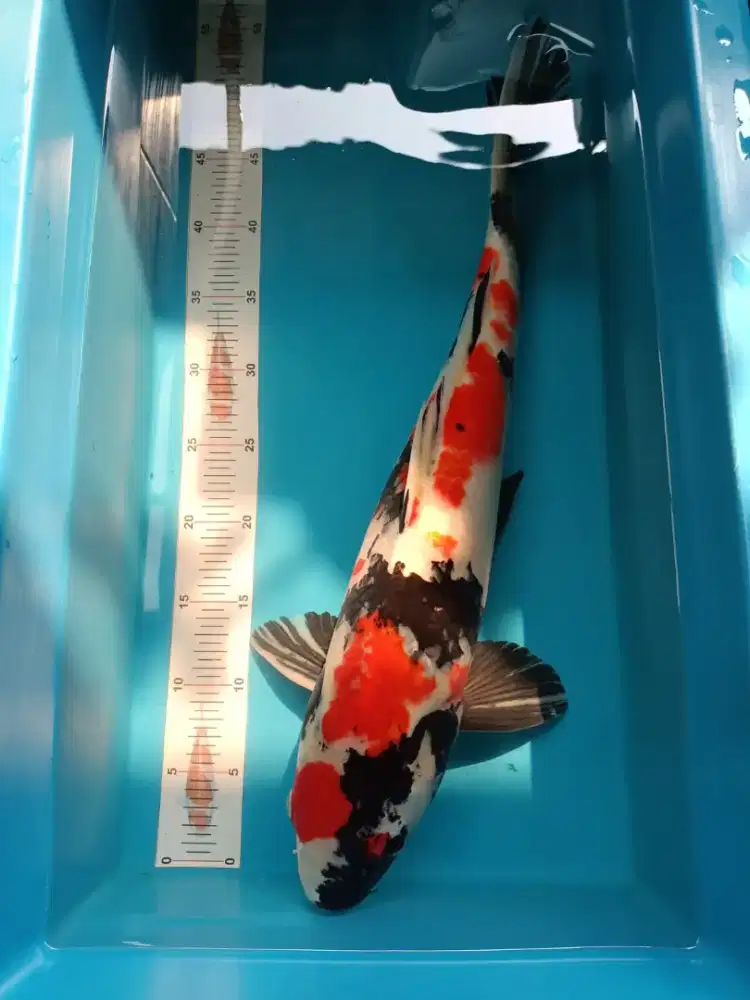 Ikan Koi Blitar Showa Jumbo HQ