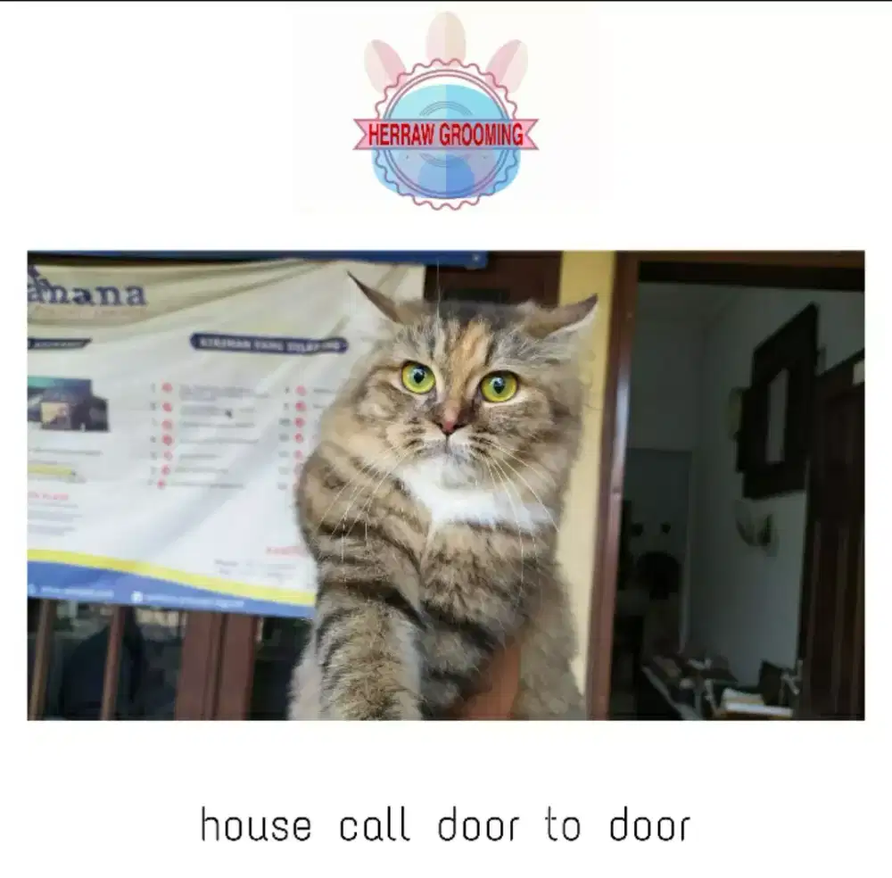 Grooming kucing Panggilan