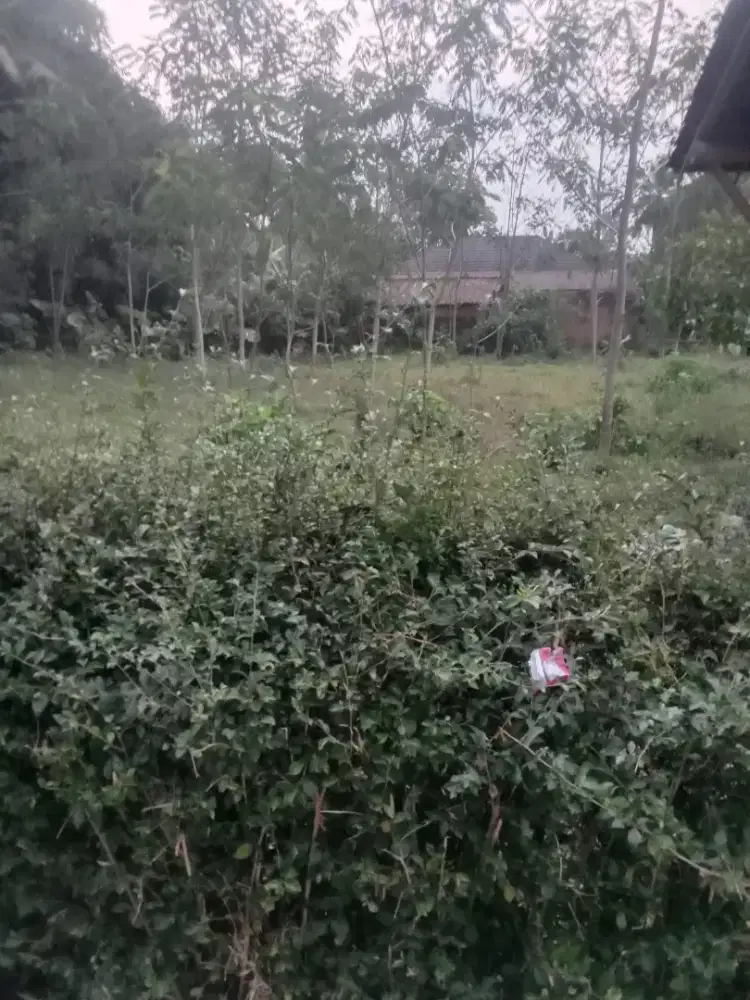 Tanah dekat candi Borobudur