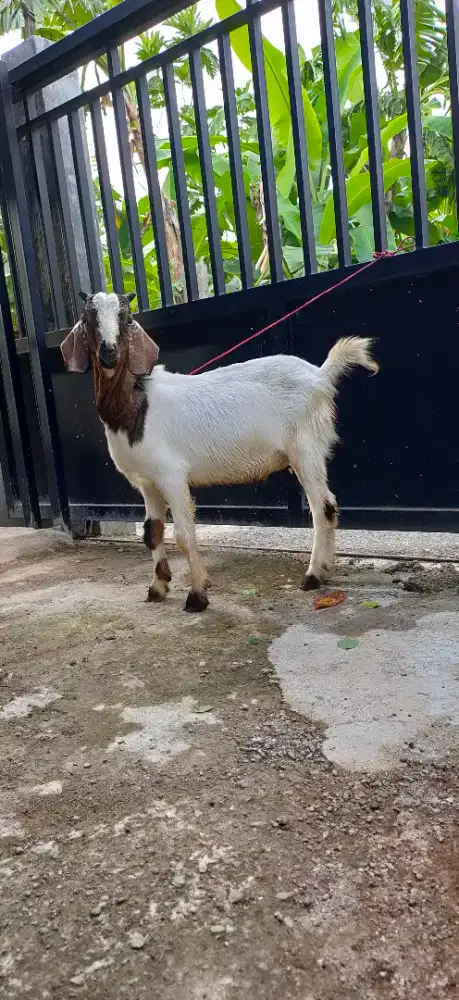 Kambing Qurban/Aqiqah