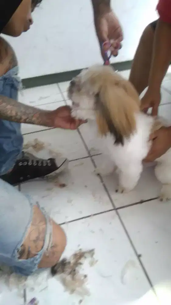 Termurah jasa grooming anjing kucing panggilan cukur bulu mandi rumah