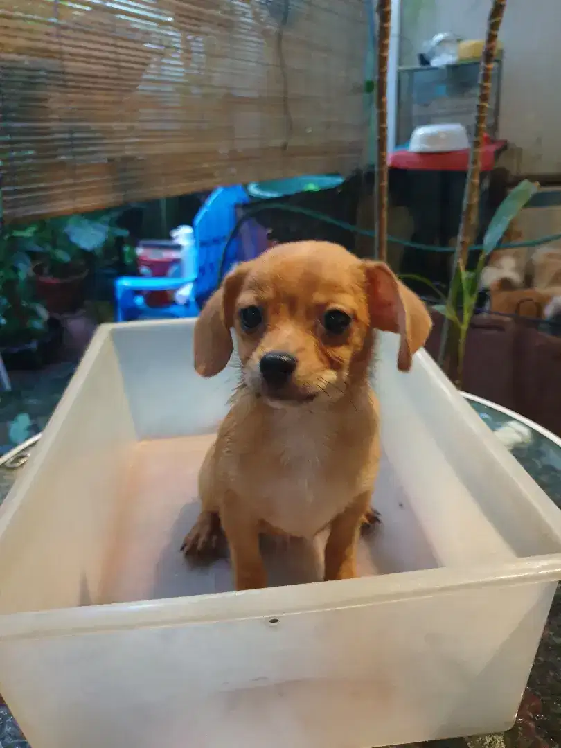 Anjing dijual ras kecil